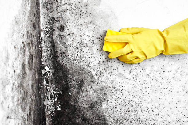 Best Same-Day Mold Removal  in Chandler, TX