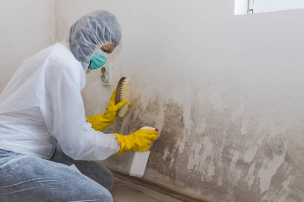 Best Mold Remediation Experts  in Chandler, TX