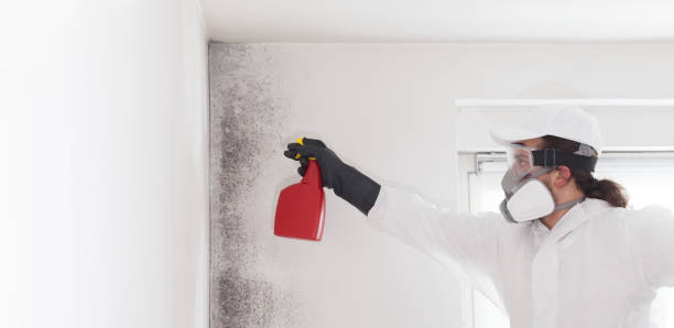 Best Best Mold Removal Companies  in Chandler, TX