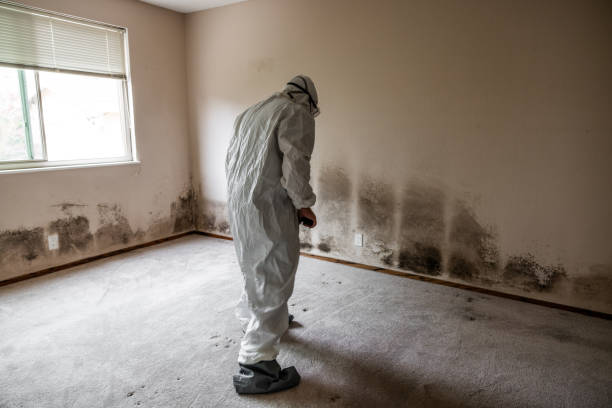 Best Mold Removal Near Me  in Chandler, TX