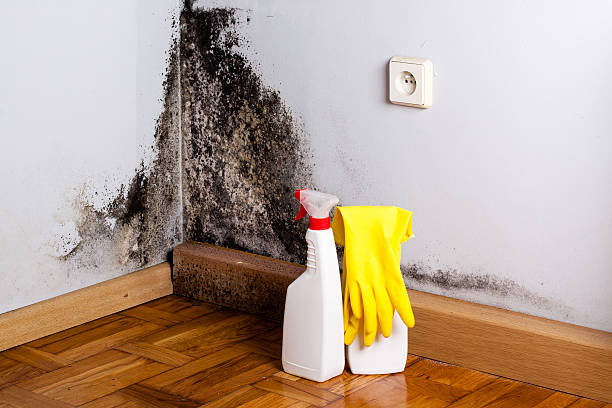 Best Mold Cleaning Services  in Chandler, TX