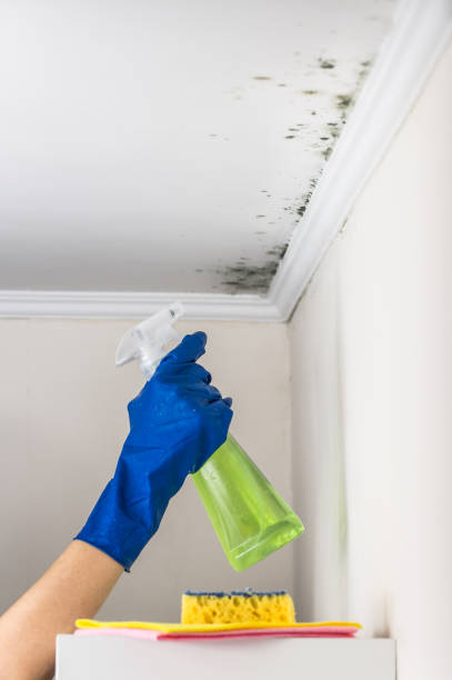 Certified Mold Removal in Chandler, TX