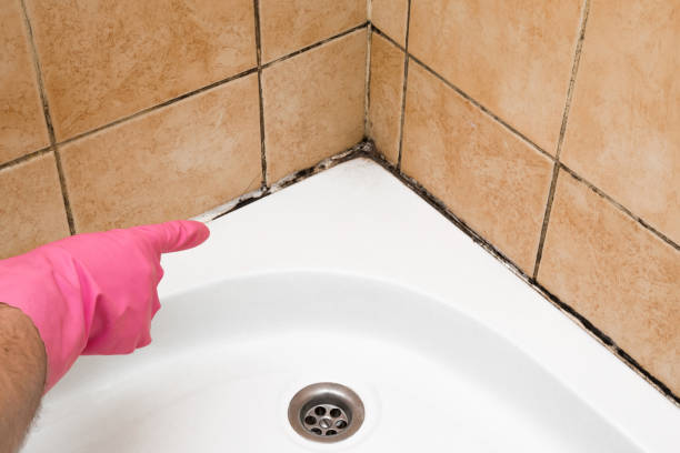 Best Mold Removal Company Near Me  in Chandler, TX